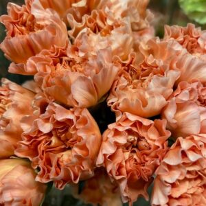 NEJLIKA GOLDY APRIKOS