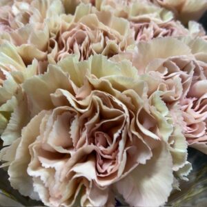 NEJLIKA CREOLA BEIGE/ROSA