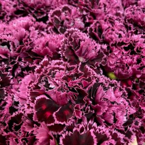 NEJLIKA NOBBIO BURGUNDY 2-F