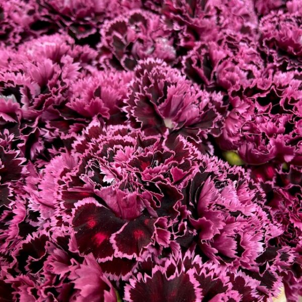 NEJLIKA NOBBIO BURGUNDY 2-F