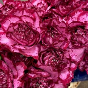 NEJLIKA PERFECT 2-F LILA