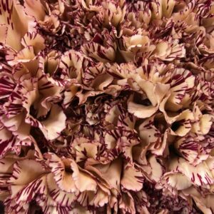 NEJLIKA VIPER CREME-VINRÖD