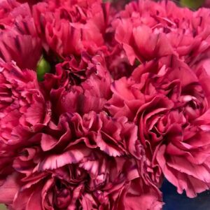 NEJLIKA BERNARD CERISE