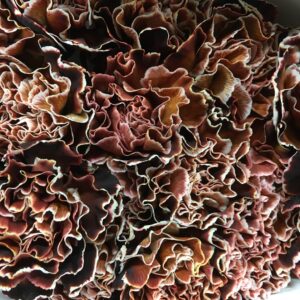 NEJLIKA FÄRGAD VIP BROWNIES