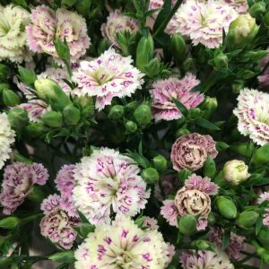 ELEGANCE RAFFINE ELEA CREME-ROSA