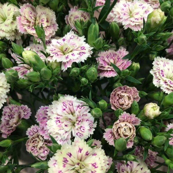 ELEGANCE RAFFINE ELEA CREME-ROSA
