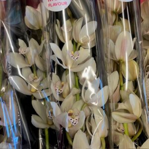 ORKIDEE CYMBIDIUM MINI VIT 60CM