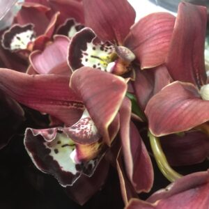 ORKIDEE CYMBIDIUM MINI RÖD 60CM
