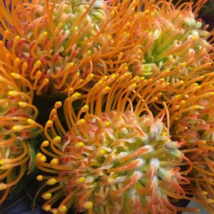 PROTEA NUTANS NÅLDYNA GOLD DUST