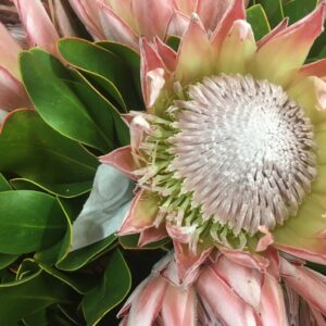 PROTEA CYNAROIDES KING