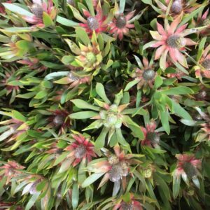 LEUCADENDRON AYOBA BLUSHED PEARL