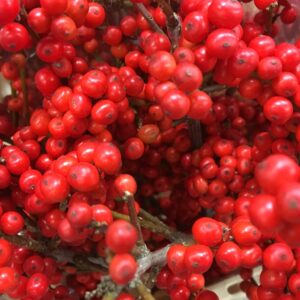 ILEX RÖDA BÄR 40CM