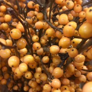 ILEX GOLDEN VERBOOM 80 CM