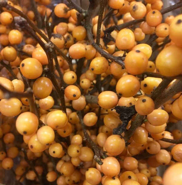 ILEX GOLDEN VERBOOM 80 CM