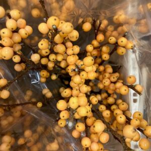 ILEX GOLDEN VERBOOM 50CM