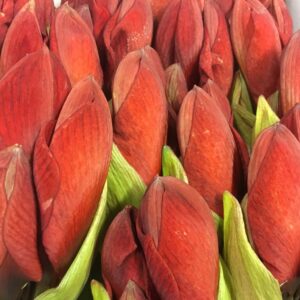 AMARYLLIS SNITT RED LION RÖD X12