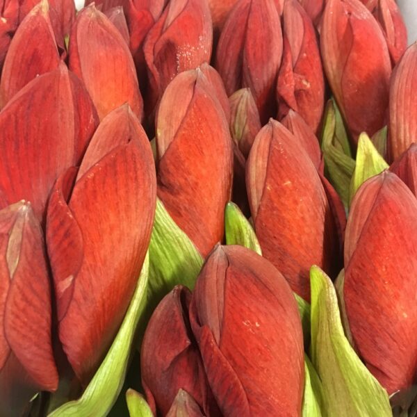 AMARYLLIS SNITT RED LION RÖD X12