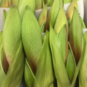 AMARYLLIS SNITT MOCCA X12