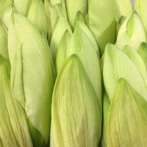 AMARYLLIS SNITT VIT x12