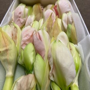 AMARYLLIS SNITT DARLING/PLEASURE  ROSA x12