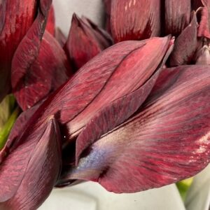 AMARYLLIS SNITT BRITNEY M-RÖD x15