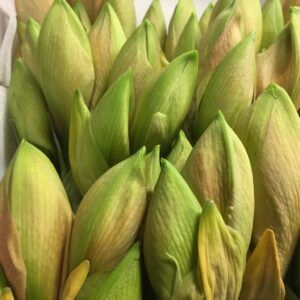 AMARYLLIS SNITT RILONA APRIKOS x12