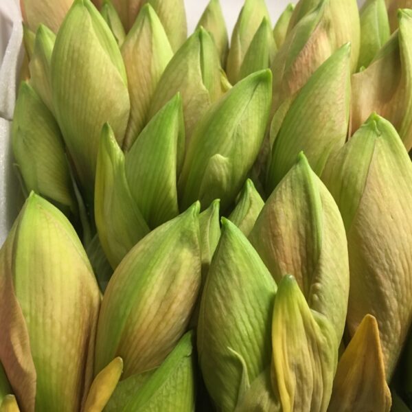 AMARYLLIS SNITT RILONA APRIKOS x12