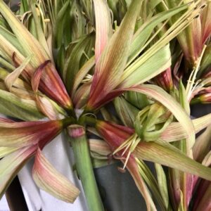 AMARYLLIS SNITT TARANTULA x18