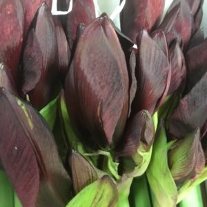 AMARYLLIS SNITT ROY VELVET M-RÖD x12