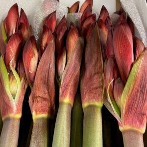 AMARYLLIS SNITT RAPIDO MINI RÖD x18