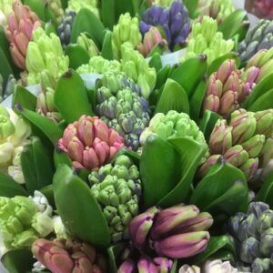 HYACINT SNITT MIXAT x25