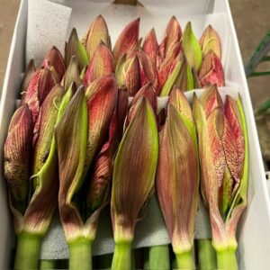 AMARYLLIS SNITT REVELATION 2-F x12