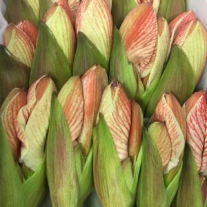 AMARYLLIS SNITT POPOV VIT/RÖD x12