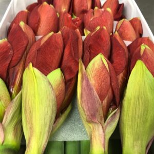 AMARYLLIS SNITT FERRARI RÖD x10