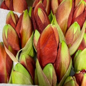 AMARYLLIS SNITT FERRARI RÖD x12