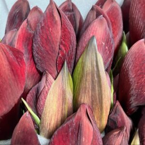 AMARYLLIS SNITT NIGHT FEVER M-RÖD X12