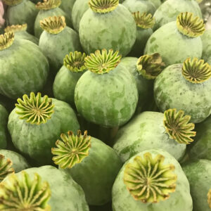 PAPAVER FRÖKAPSEL STOR