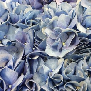 HORTENSIA SNITT BLÅ