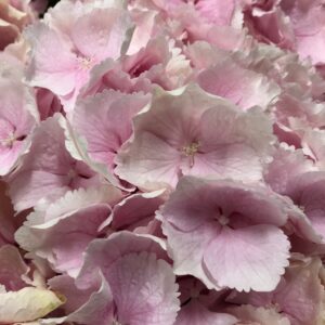 HORTENSIA SNITT VERENA LJUSROSA