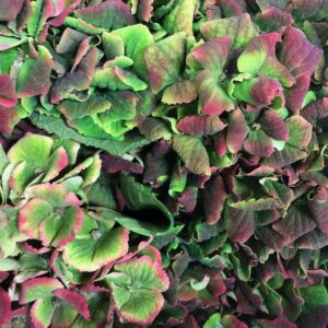 HORTENSIA SNITT AMETHYST ROSA/LIME