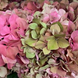 HORTENSIA SNITT  GLOWING ALPS