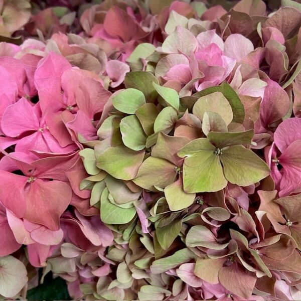 HORTENSIA SNITT  GLOWING ALPS