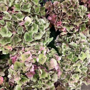 HORTENSIA SNITT RODEO HÖSTROSA