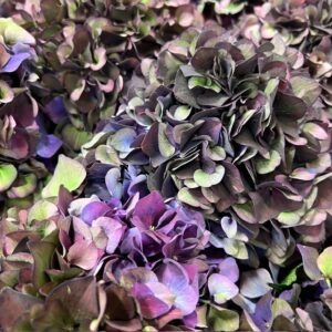 HORTENSIA SNITT RUBY CLASSIC PURPLE