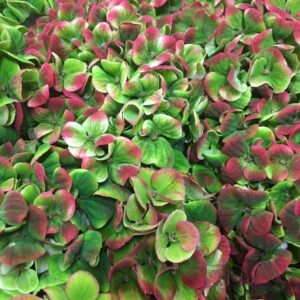 HORTENSIA SNITT MAGICAL AMETHYST  GRÖN/ROSA