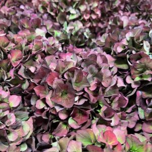 HORTENSIA SNITT PINK RUBY CLASSIC