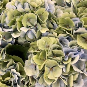 HORTENSIA SNITT VERENA CLASSIC BLÅ/GRÖN