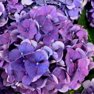 HORTENSIA SNITT GLOWING ALPS PURPLE