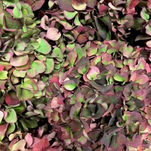 HORTENSIA SNITT MAGICAL RUBY RED CLASSIC