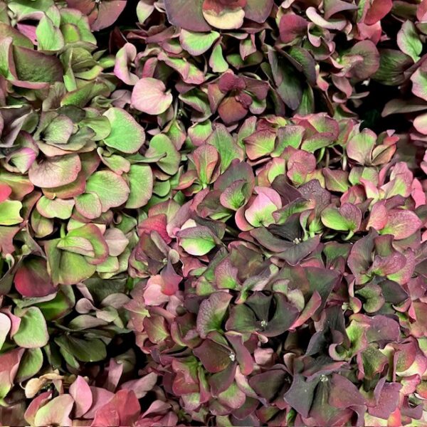 HORTENSIA SNITT MAGICAL RUBY RED CLASSIC